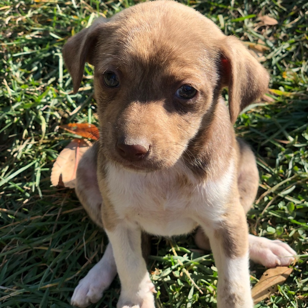 Puppy’s - Picture 8 of 8